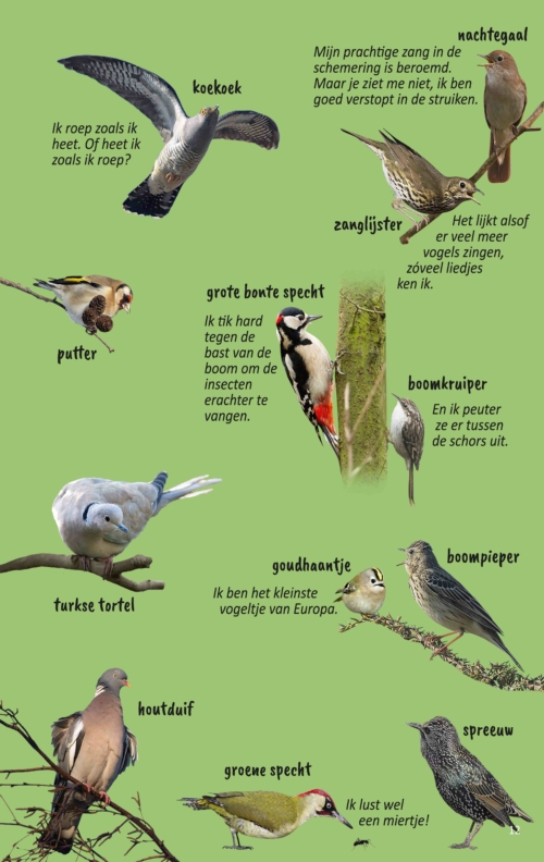 Zie je ons vliegen? Het vogelkijkboek - Afbeelding 3